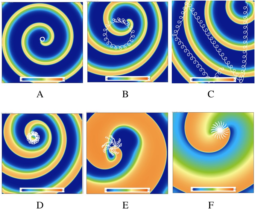 Spiral wave dynamics, panels A to F